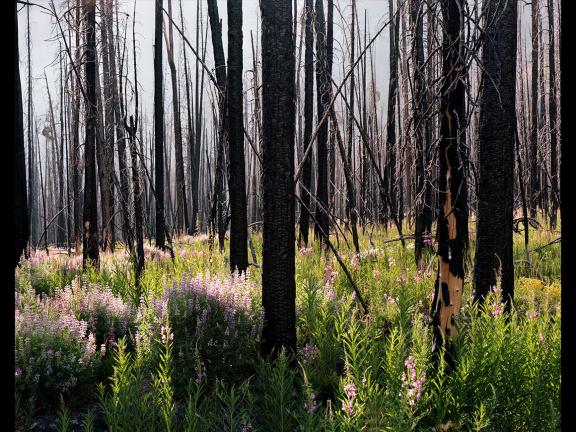 Laura McPhee's photograph, Midsummer (Lupine and Fireweed)