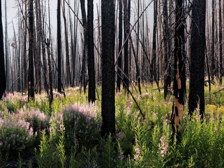 Laura McPhee's photograph, Midsummer (Lupine and Fireweed)