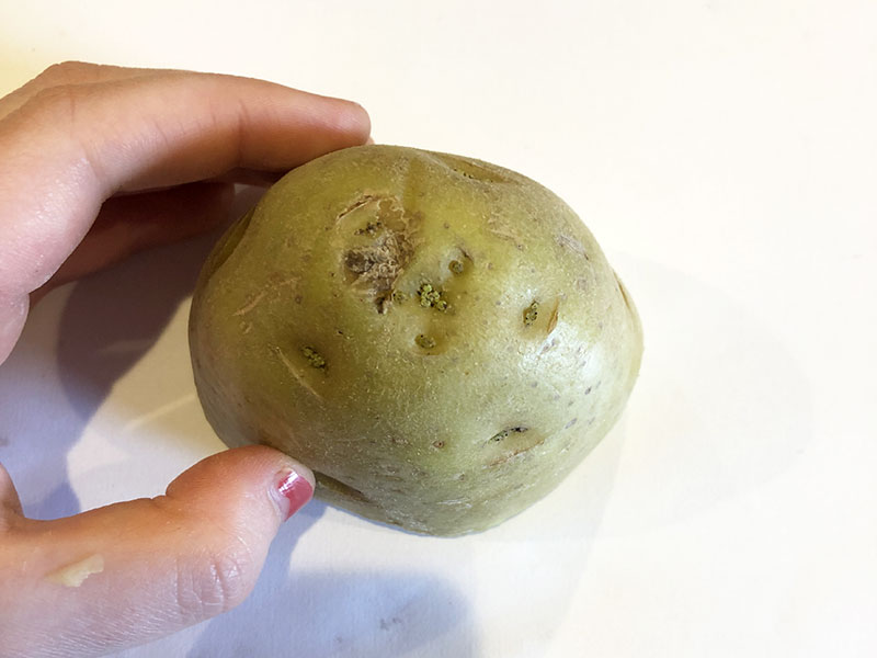 potato pressed firmly onto paper surface