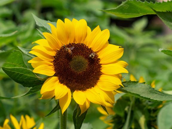 Two bees sit on the face of a bright yellow sunflower.
