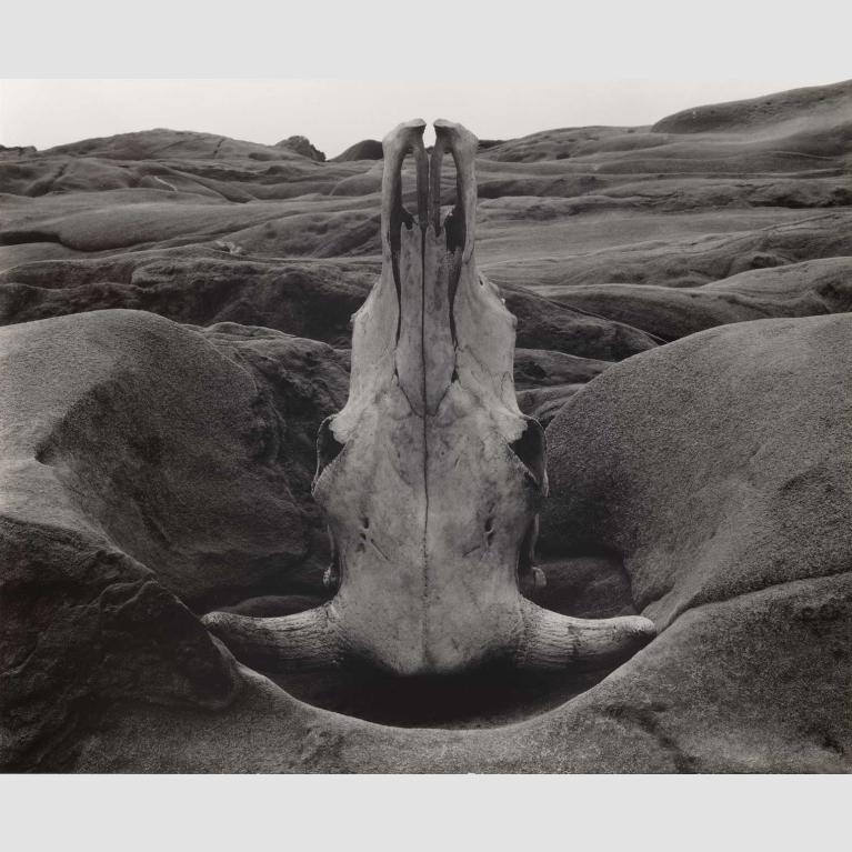 Edward Weston (American, 1886–1958) Skull and Rock-Arrangement 1931