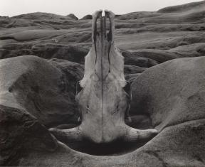 Edward Weston (American, 1886–1958) Skull and Rock-Arrangement 1931