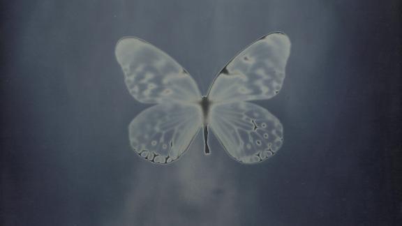 A metallic blue plate showing a butterfly's silhouette.