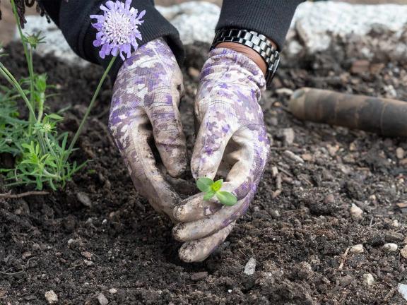 Close-up of hands in gardening gloves planting small seedling into soil