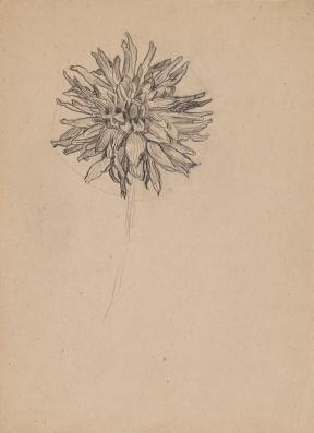 A sketch of a dahlia on a tan piece of paper. 