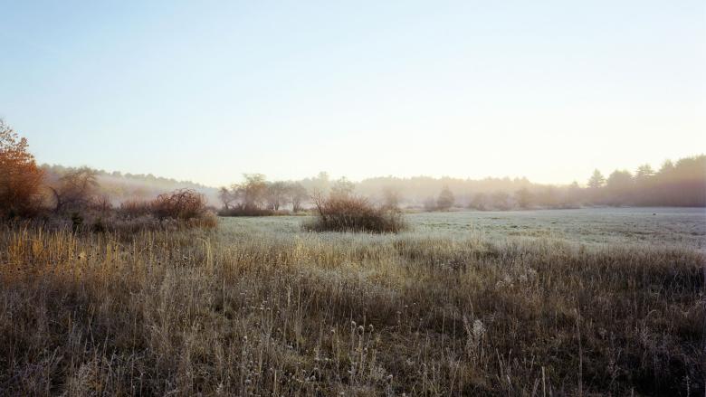 A foggy open meadow at dawn, dotted with trees, bushes, and brambles. 