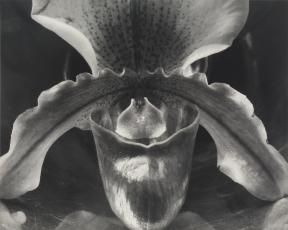 Edward Weston (American, 1886–1958) Orchid 1931
