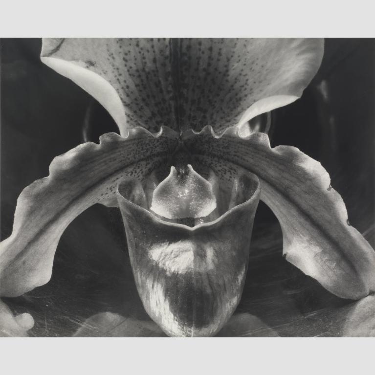 Edward Weston (American, 1886–1958) Orchid 1931